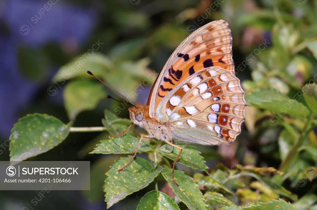 High Brown Fritillary (Argynnis adippe) butterfly, Italy