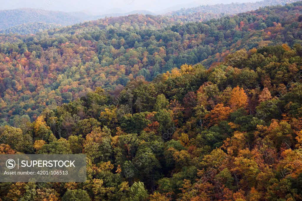 Deciduous forest in autumn, Blue Ridge Parkway, Virginia