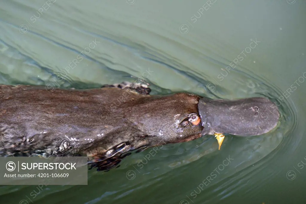 Platypus (Ornithorhynchus anatinus) swimming on surface, Atherton Tableland, Queensland, Australia