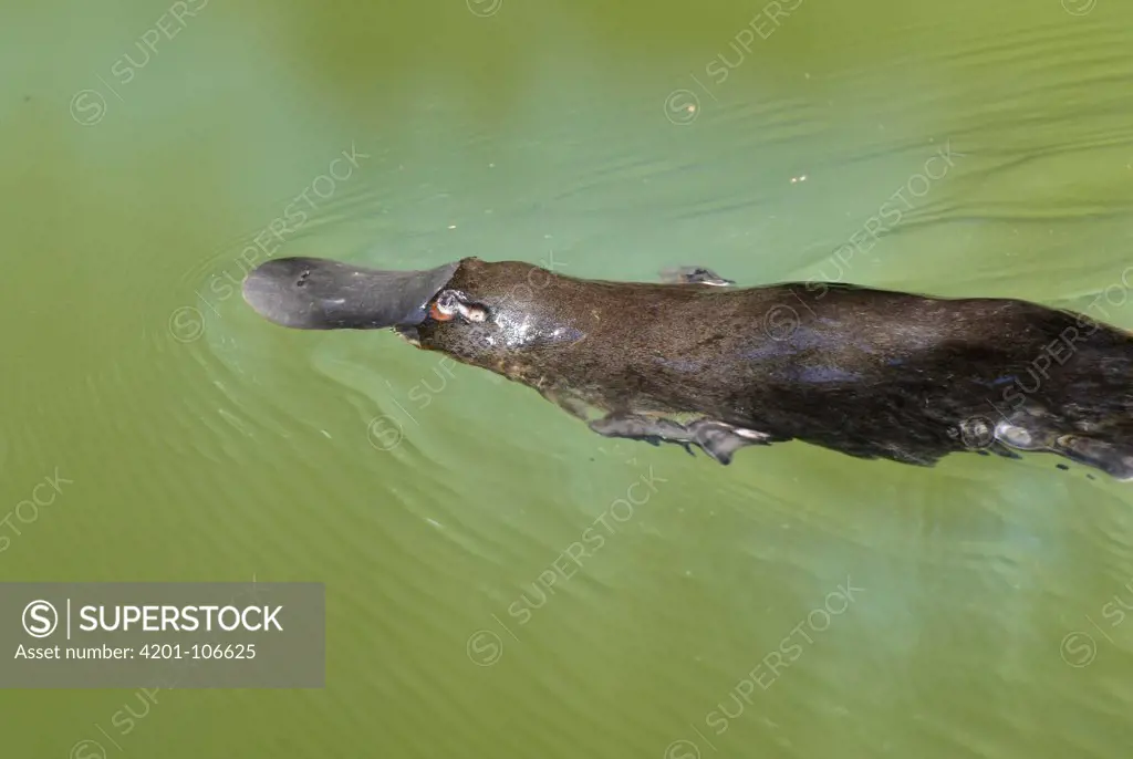 Platypus (Ornithorhynchus anatinus) swimming on surface, Atherton Tableland, Queensland, Australia