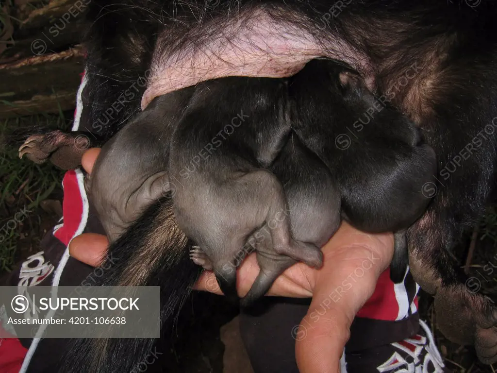 Tasmanian Devil (Sarcophilus harrisii) twelve to fifteen week old joeys with heads in mother's pouch, Trowunna Wildlife Park, Tasmania, Australia