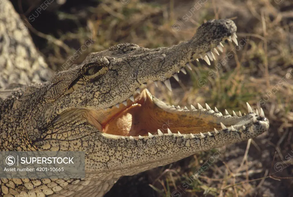 Nile Crocodile (Crocodylus niloticus) thermoregulating, Namibia
