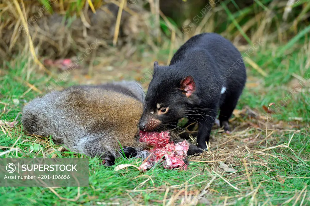 Tasmanian Devil (Sarcophilus harrisii) feeding on Red-necked Wallaby (Macropus rufogriseus) carcass, Central Highlands, Tasmania, Australia