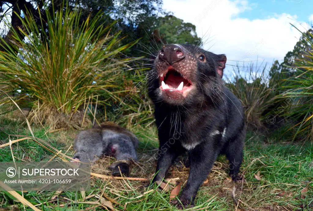 Tasmanian Devil (Sarcophilus harrisii) defending Red-necked Wallaby (Macropus rufogriseus) carcass, Central Highlands, Tasmania, Australia