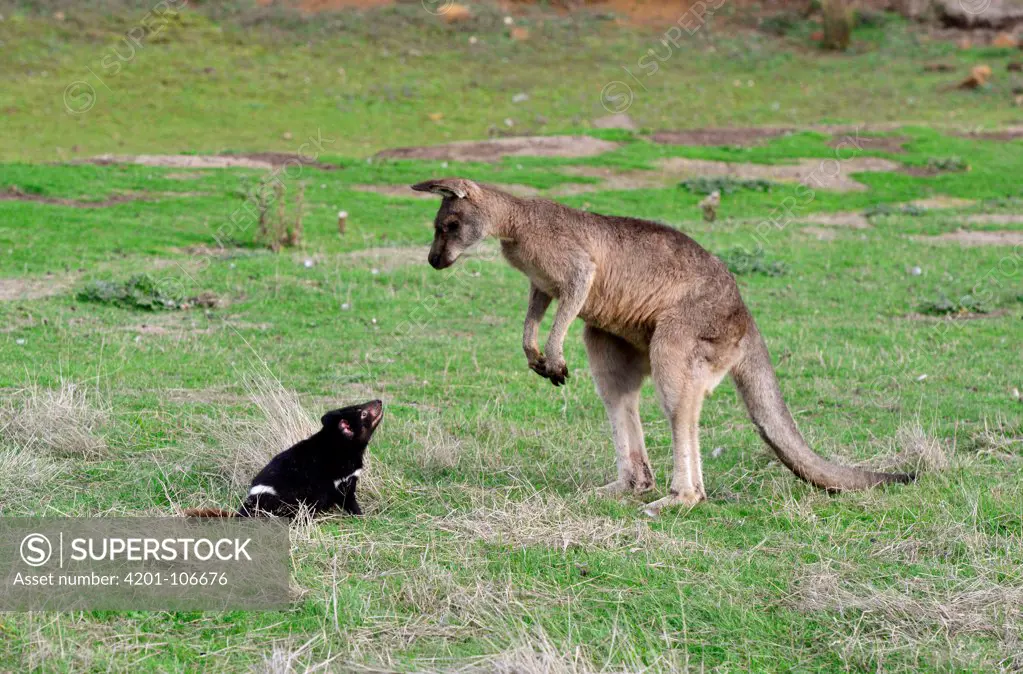 Tasmanian Devil (Sarcophilus harrisii) two year old female investigating Eastern Grey Kangaroo (Macropus giganteus) male to see if it can be preyed upon, Central Highlands, Tasmania, Australia