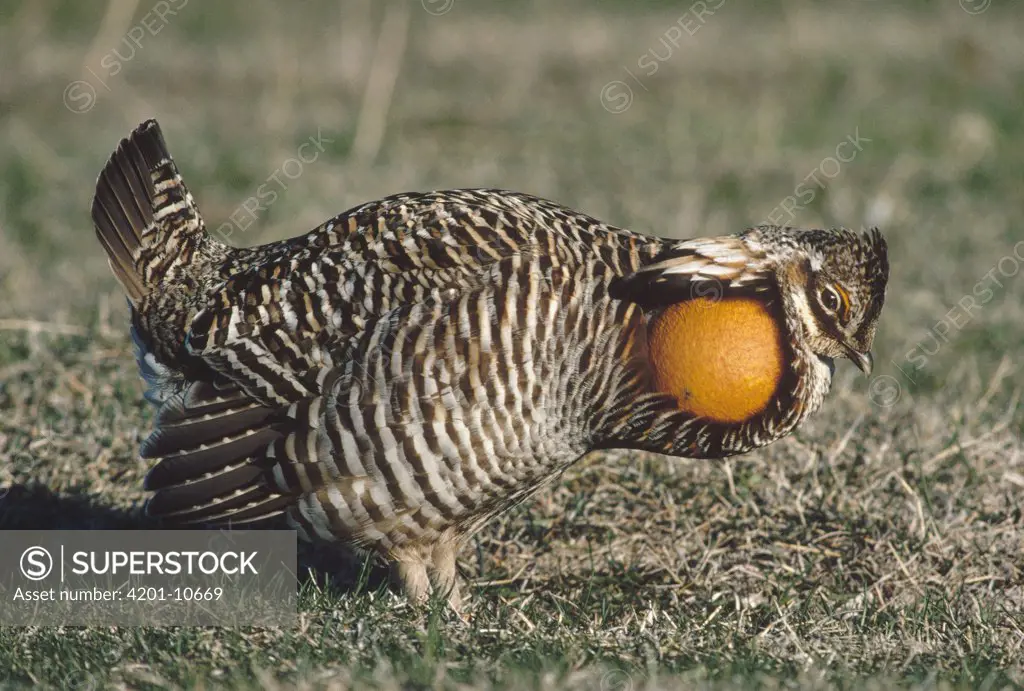 Greater Prairie Chicken (Tympanuchus cupido) male booming in courtship display, South Dakota