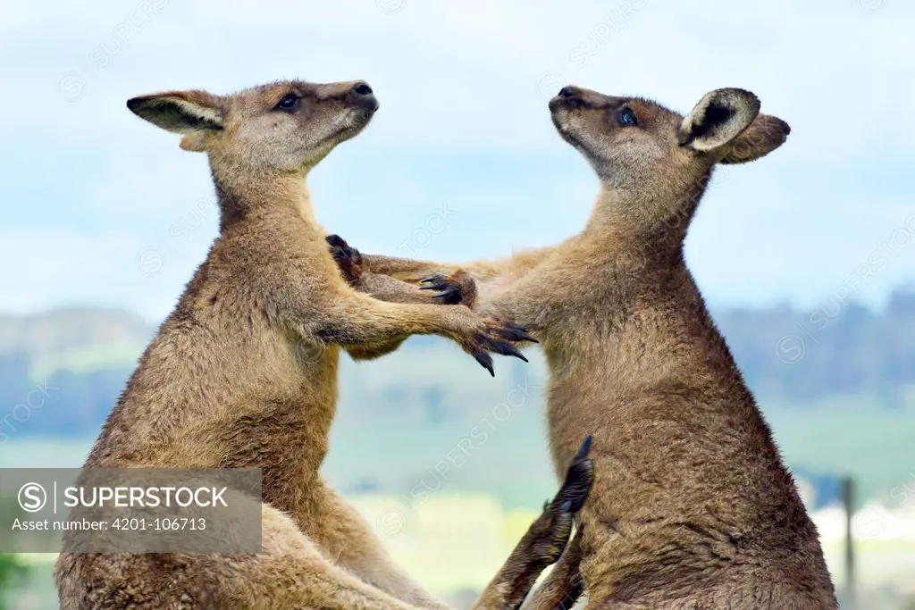 Eastern Grey Kangaroo (Macropus giganteus) males fighting for dominance, northeastern Tasmania, Australia