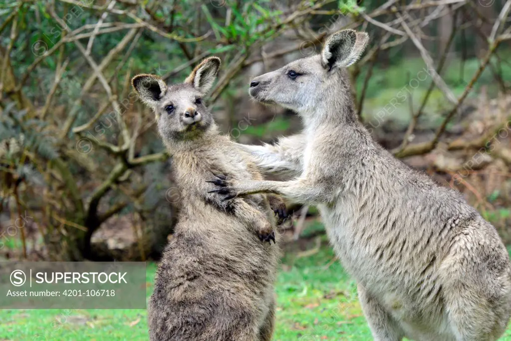 Eastern Grey Kangaroo (Macropus giganteus) male joey practice fighting with his mother, northeastern Tasmania, Australia