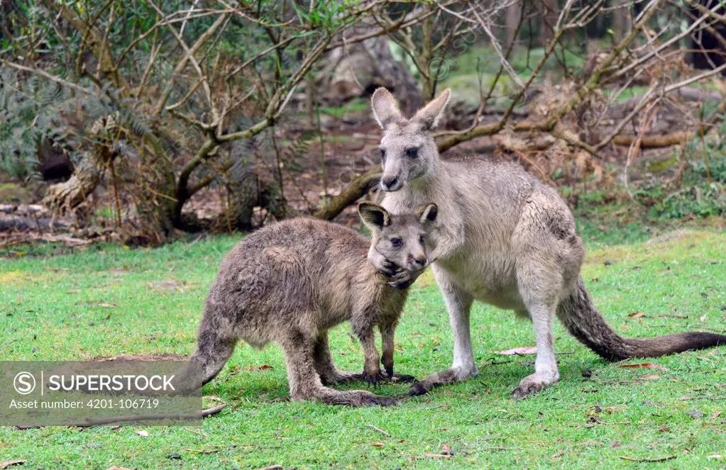 Eastern Grey Kangaroo (Macropus giganteus) male joey with his mother, northeastern Tasmania, Australia