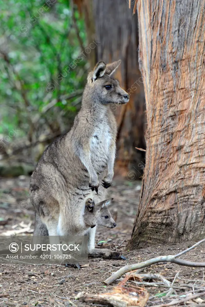 Eastern Grey Kangaroo (Macropus giganteus) mother with joey in pouch, northeastern Tasmania, Australia