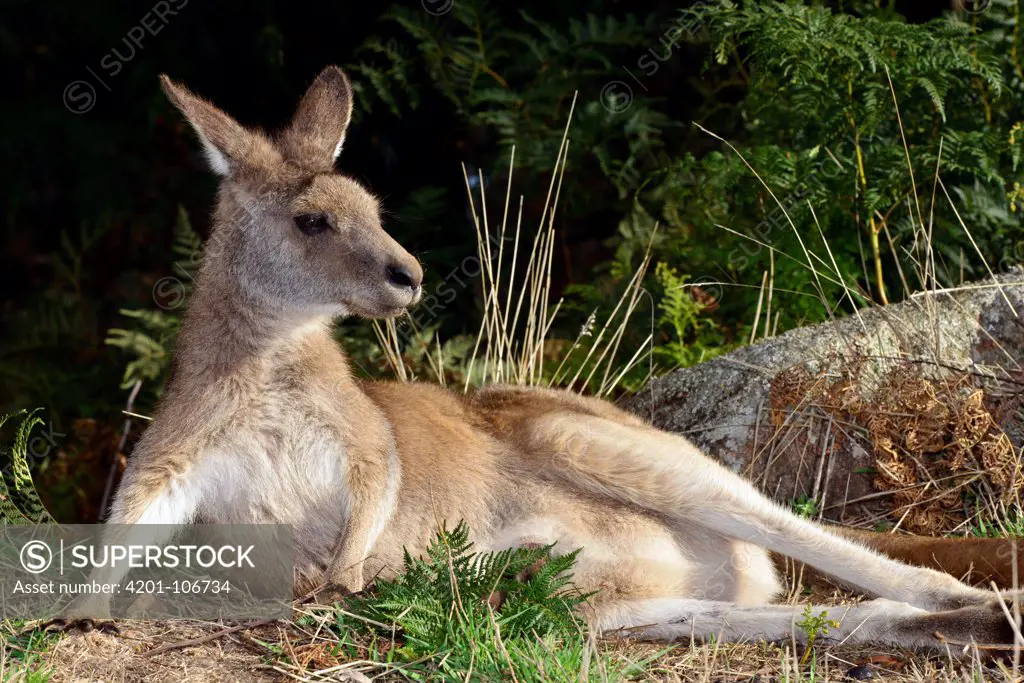 Eastern Grey Kangaroo (Macropus giganteus) female, northeastern Tasmania, Australia