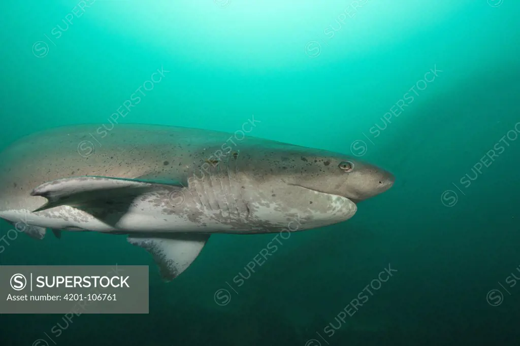Spotted Seven-gilled Shark (Notorynchus cepedianus), La Jolla, San Diego, California