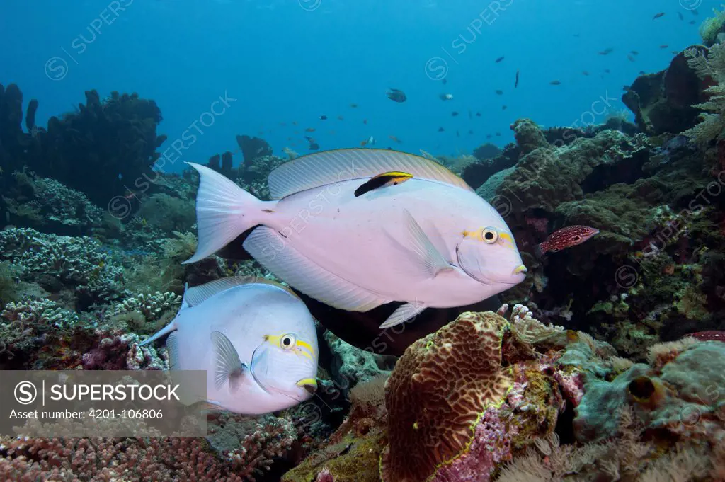Elongate Surgeonfish (Acanthurus mata) pair being cleaned by juvenile Redfin Hogfish (Bodianus dictynna) and Blackspot Cleaner Wrasse (Labroides pectoralis), Bali, Indonesia