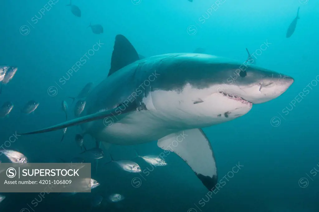 Great White Shark (Carcharodon carcharias), Neptune Islands, South Australia, Australia