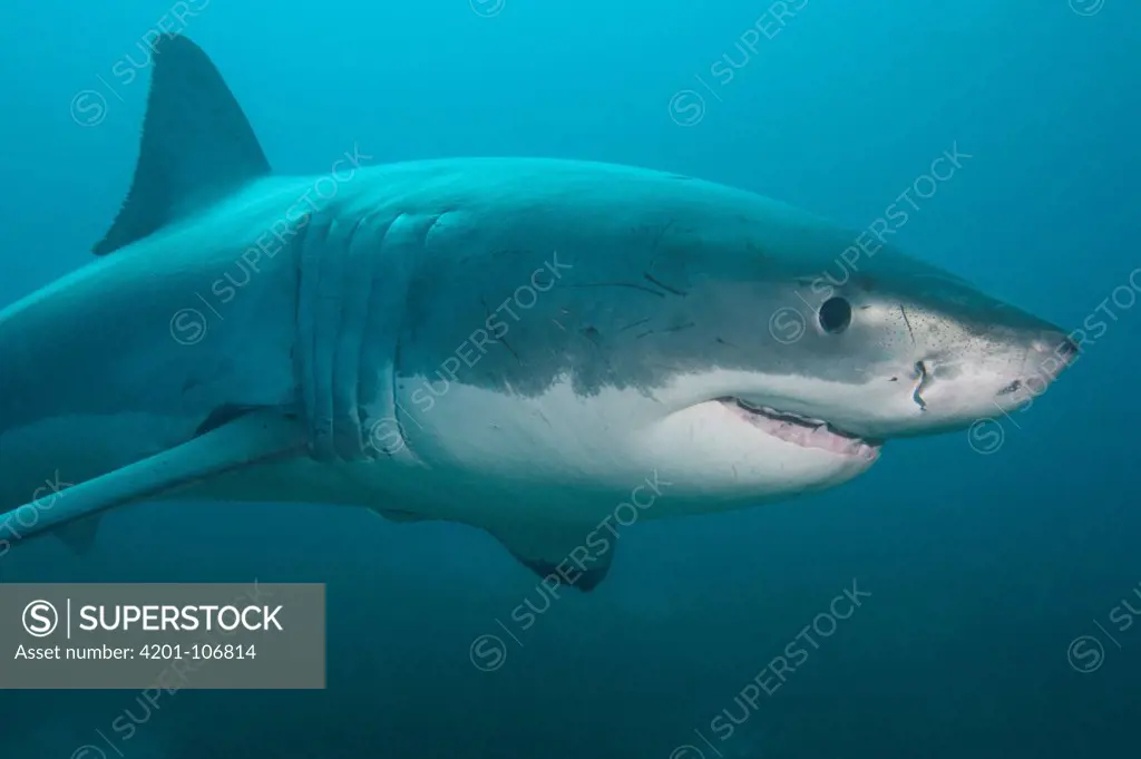 Great White Shark (Carcharodon carcharias), Neptune Islands, South Australia, Australia