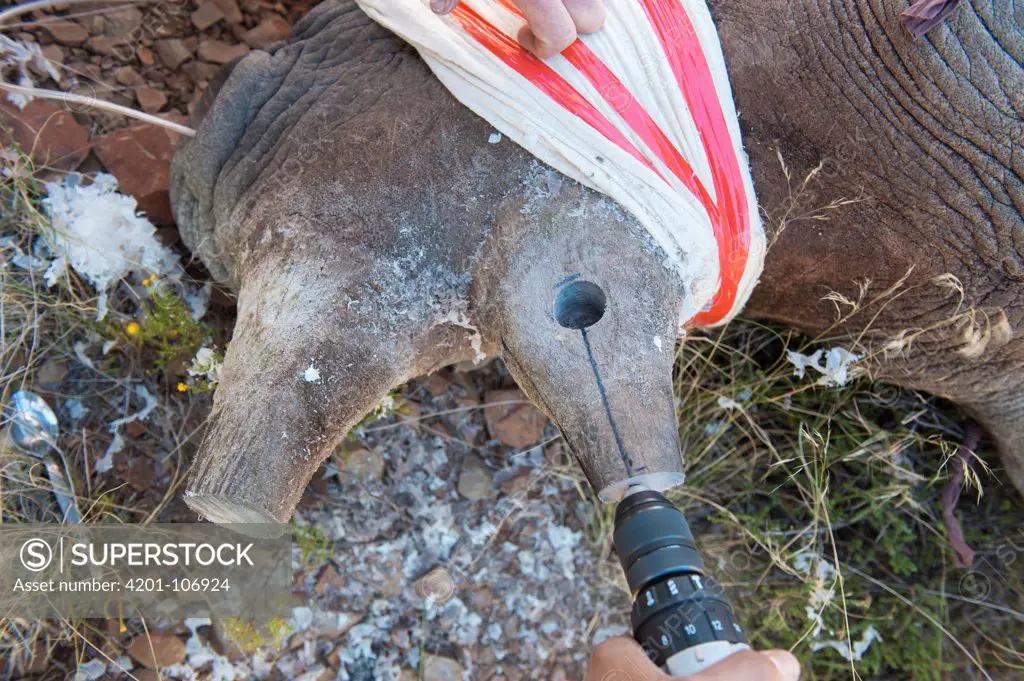 Black Rhinoceros (Diceros bicornis) horn being drilled to allow radio transmitter antenna to peek through, Great Karoo, South Africa