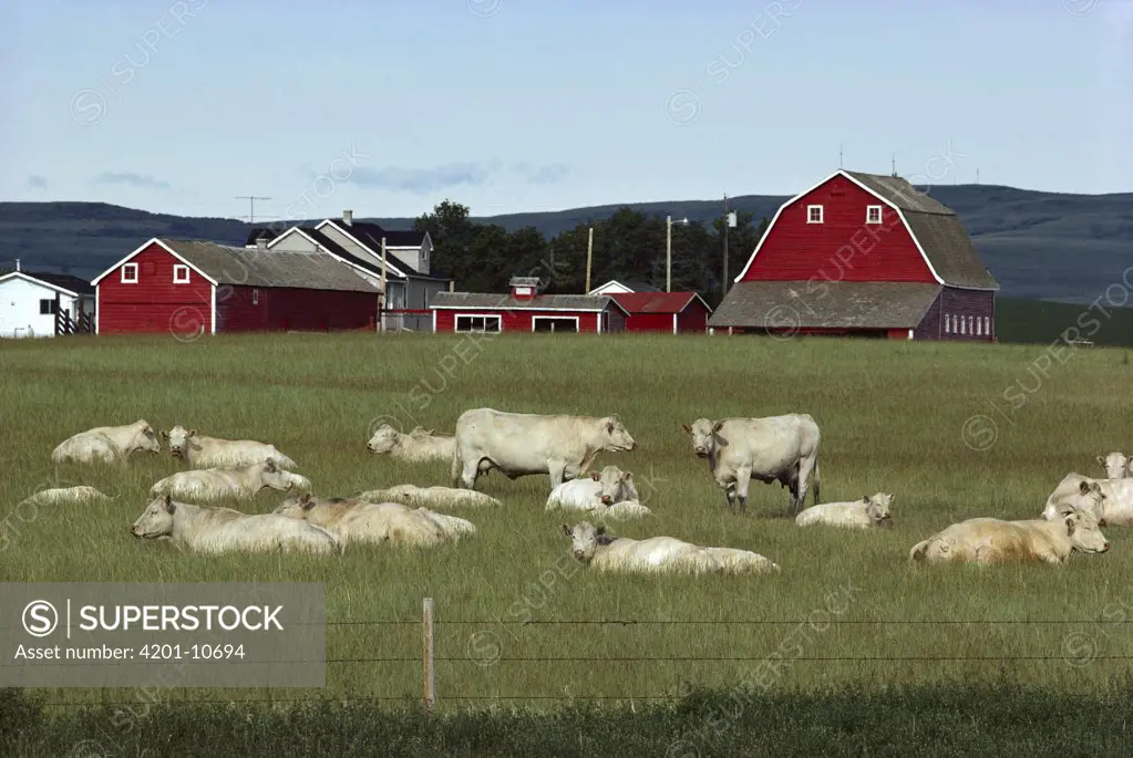 Domestic Cattle (Bos taurus) herd resting in field on farm, Minnesota