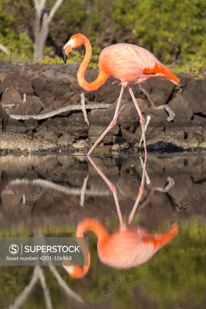 Greater Flamingo (Phoenicopterus ruber) wading, Santa Cruz Island, Galapagos Islands, Ecuador