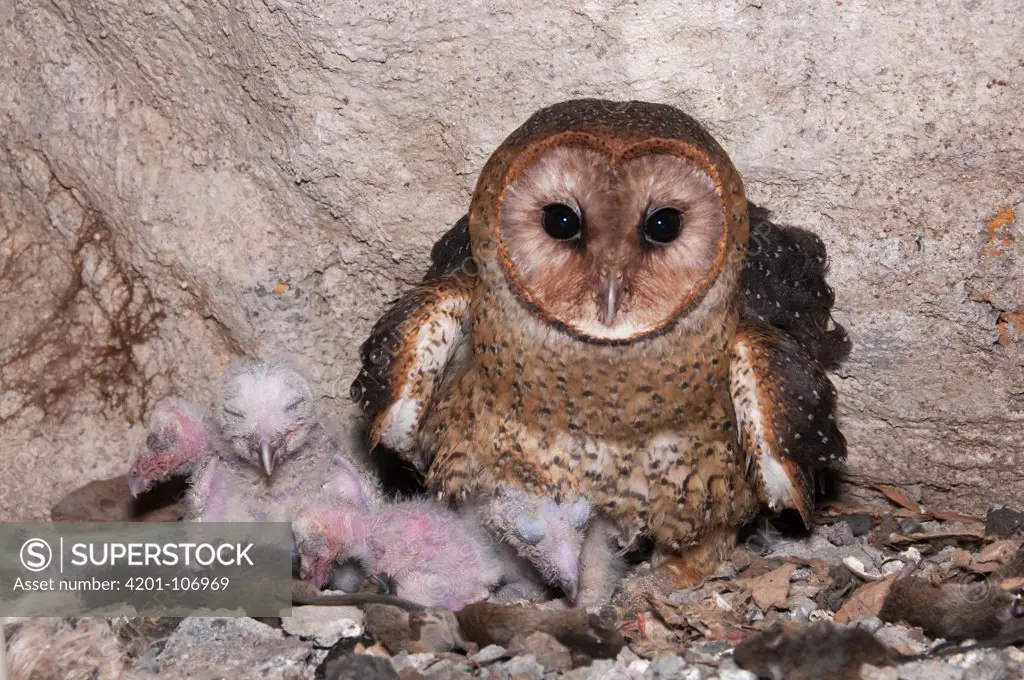 Barn Owl (Tyto alba) parent with chicks in nest inside cave, Santa Cruz Island, Galapagos Islands, Ecuador
