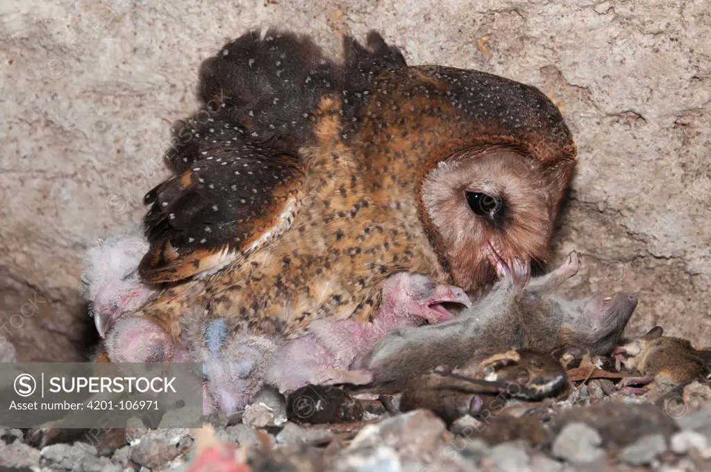 Barn Owl (Tyto alba) ripping apart mouse prey to feed chicks in nest inside cave, Santa Cruz Island, Galapagos Islands, Ecuador