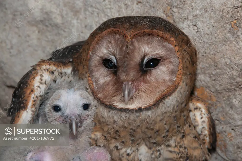 Barn Owl (Tyto alba) with chick in cave, Santa Cruz Island, Galapagos Islands, Ecuador