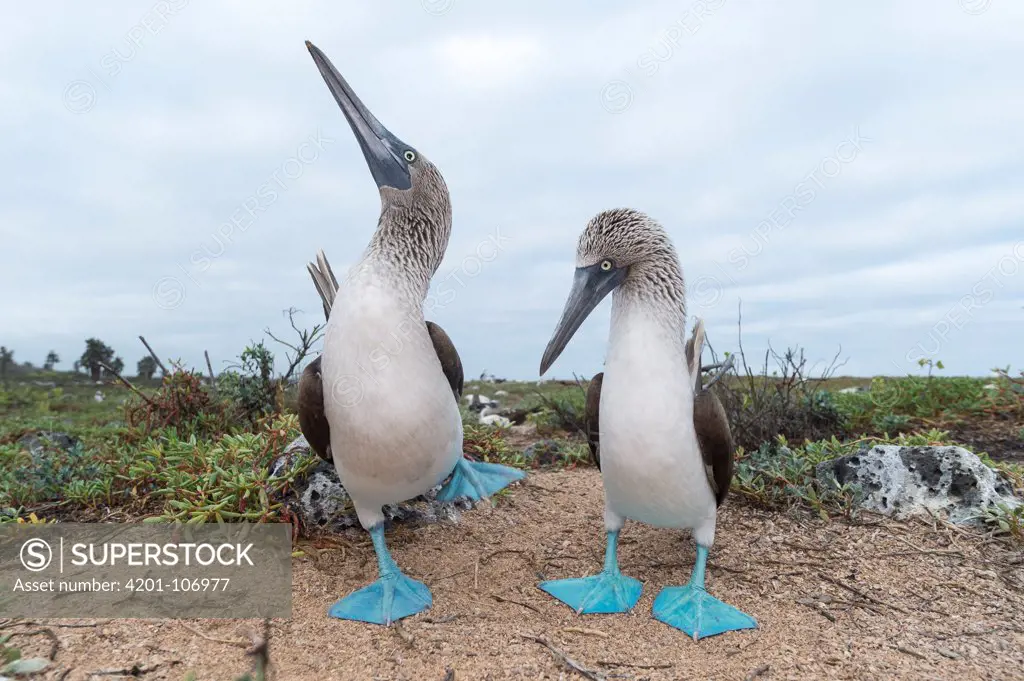 Blue-footed Booby (Sula nebouxii) pair in courtship dance, Santa Cruz Island, Galapagos Islands, Ecuador