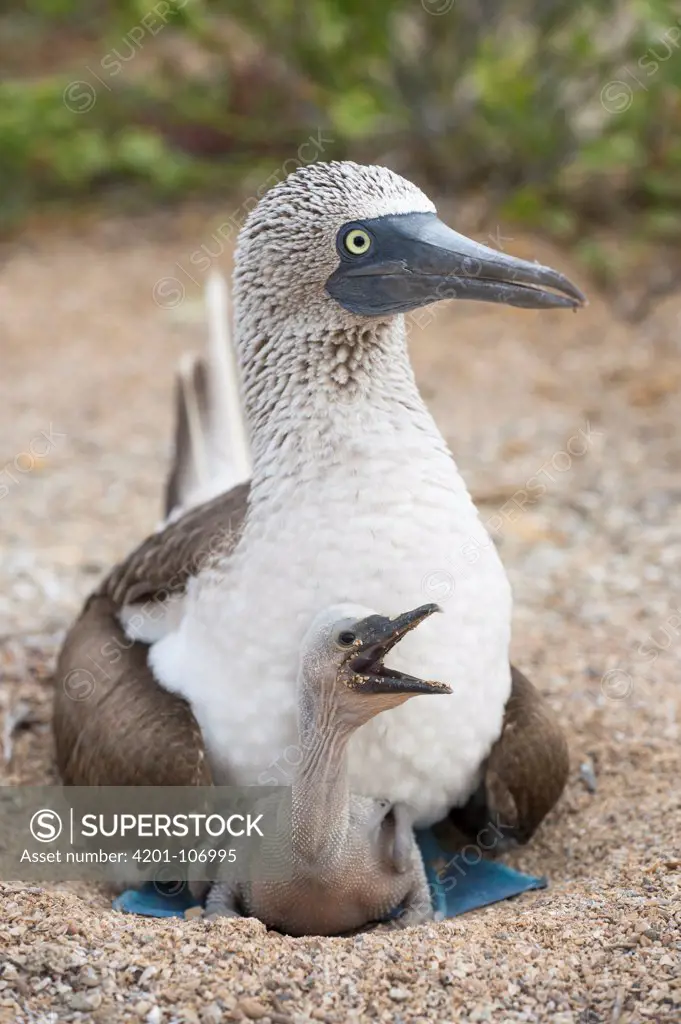 Blue-footed Booby (Sula nebouxii) parent with begging chick on nest, Santa Cruz Island, Galapagos Islands, Ecuador