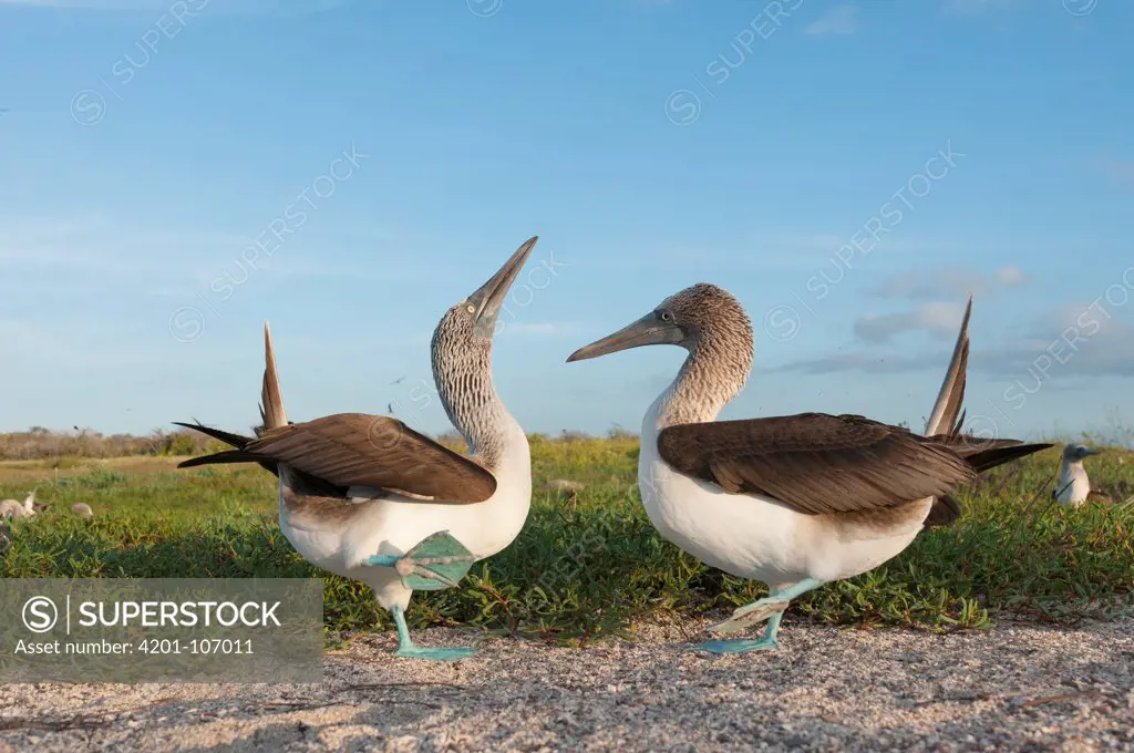 Blue-footed Booby (Sula nebouxii) pair in courtship dance, Seymour Island, Galapagos Islands, Ecuador. Sequence 5 of 7