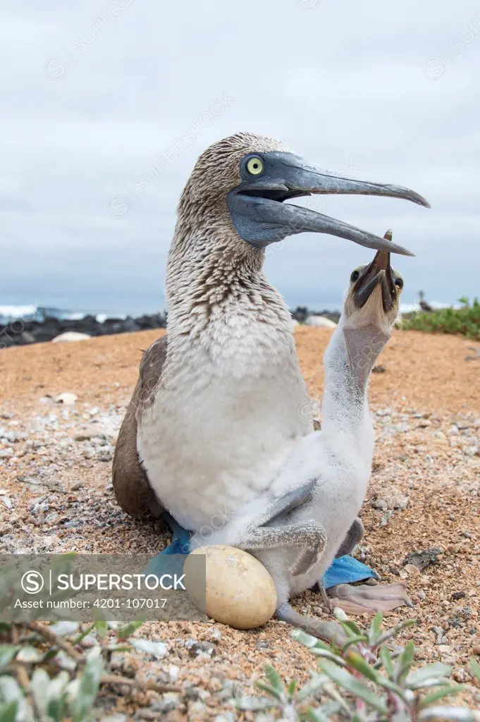 Blue-footed Booby (Sula nebouxii) parent with begging chick in nest with unhatched egg, Santa Cruz Island, Galapagos Islands, Ecuador