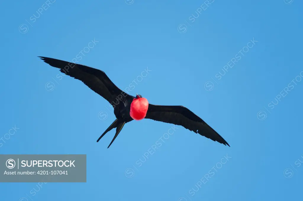 Great Frigatebird (Fregata minor) male flying with gular pouch partially inflated, Darwin Bay, Tower Island, Galapagos Islands, Ecuador