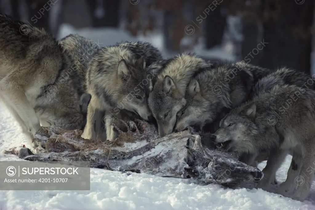 Timber Wolf (Canis lupus) pack feeding on deer carcass, Minnesota