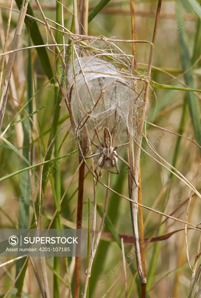 Nursery-web Spider (Pisaura mirabilis) with egg-sac, Corfu, Greece