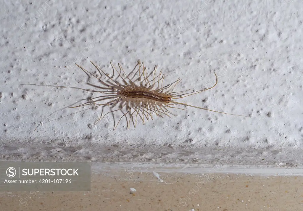 House Centipede (Scutigera coleoptrata), Corfu, Greece