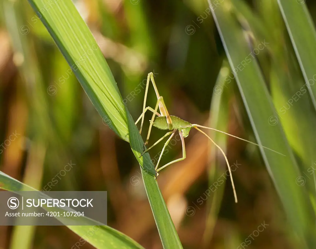 Long-legged Bush Cricket (Acrometopa macropoda) nymph, Corfu, Greece