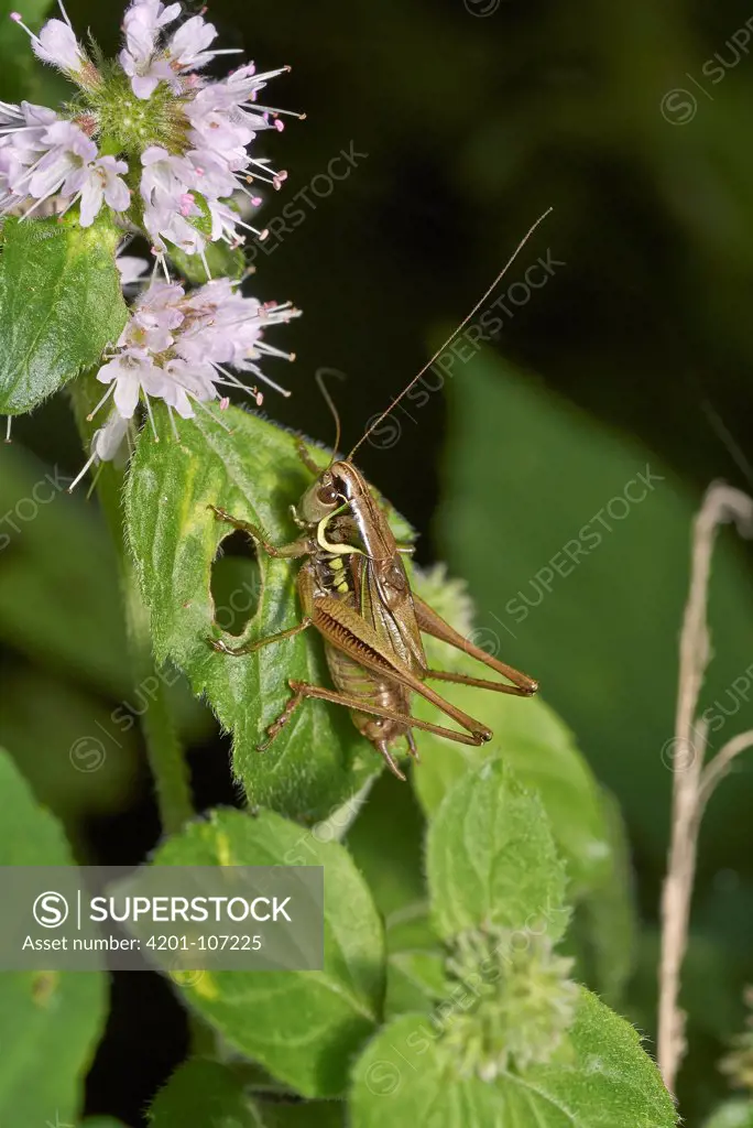 Roesel's Bush-cricket (Metrioptera roeseli) male, Sussex, England,