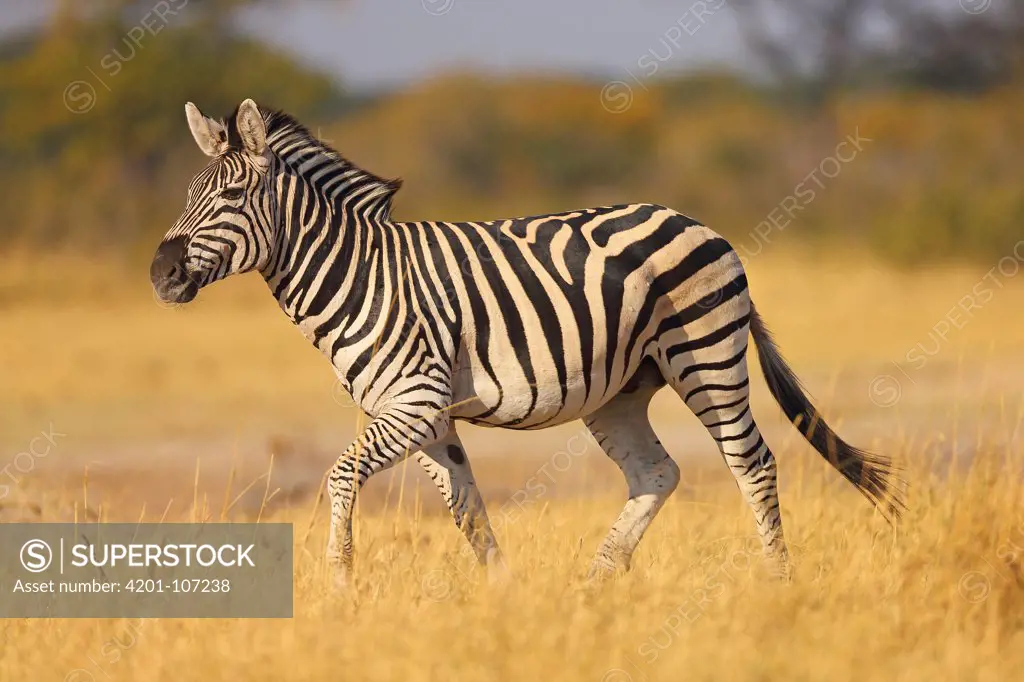 Burchell's Zebra (Equus quagga), Hwange National Park, Zimbabwe