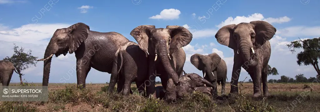 African Elephant (Loxodonta africana) group gathering at a watering hole, Masai Mara National Reserve, Kenya