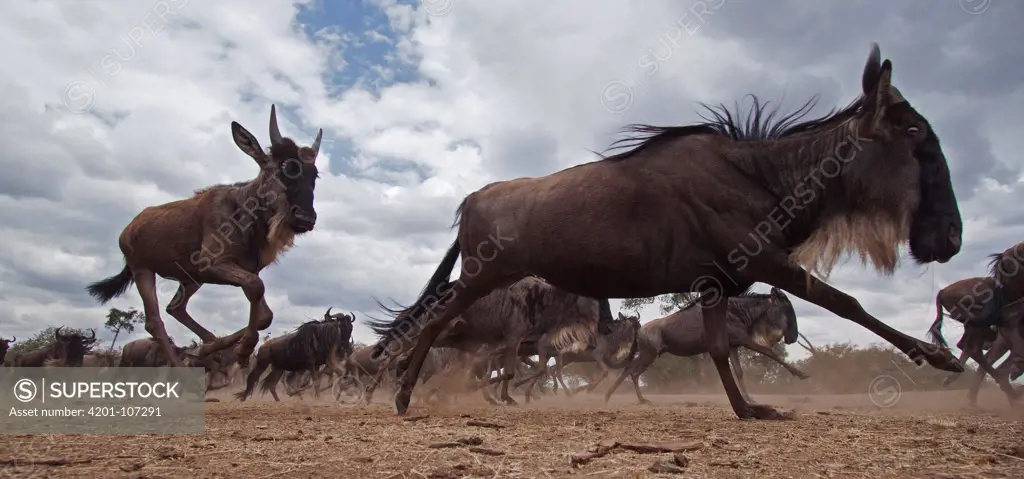 Blue Wildebeest (Connochaetes taurinus) herd running, Masai Mara National Reserve, Kenya