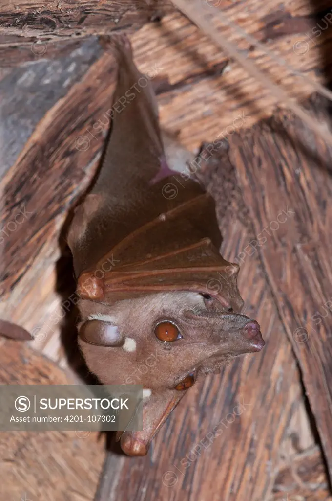 Gambian Epauletted Fruit Bat (Epomophorus gambianus), Makasutu Cultural Forest, Banjul, Gambia