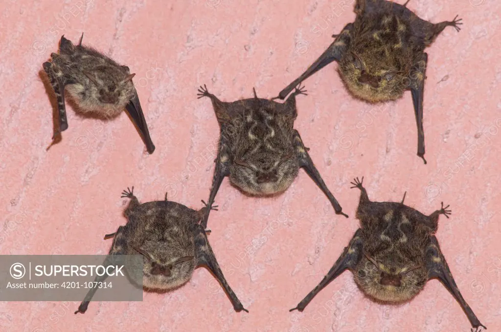 Proboscis Bat (Rhynchonycteris naso) group on wall, Cahuita National Park, Costa Rica