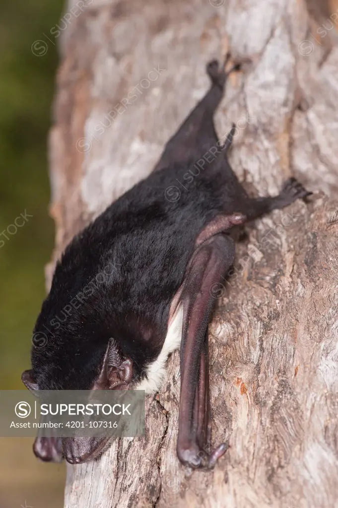 Yellow-bellied Pouched Bat (Saccolaimus flaviventris), Tolga Bat Hospital, Atherton, Queensland, Australia