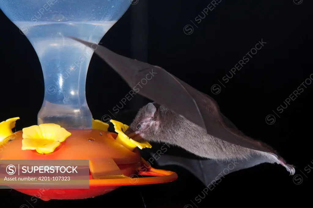 Pallas' Long-tongued Bat (Glossophaga soricina) feeding from nectar at hummingbird feeder, Monteverde Cloud Forest Reserve, Costa Rica