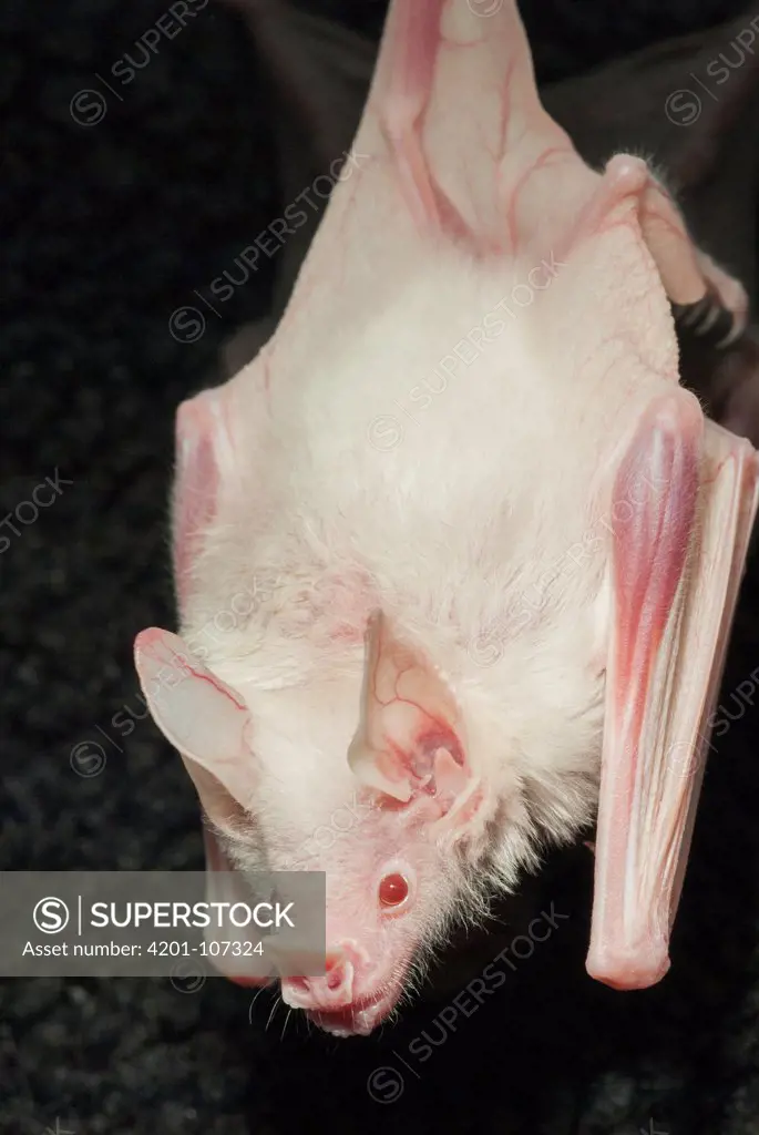 Seba's Short-tailed Bat (Carollia perspicillata) albinistic individual
