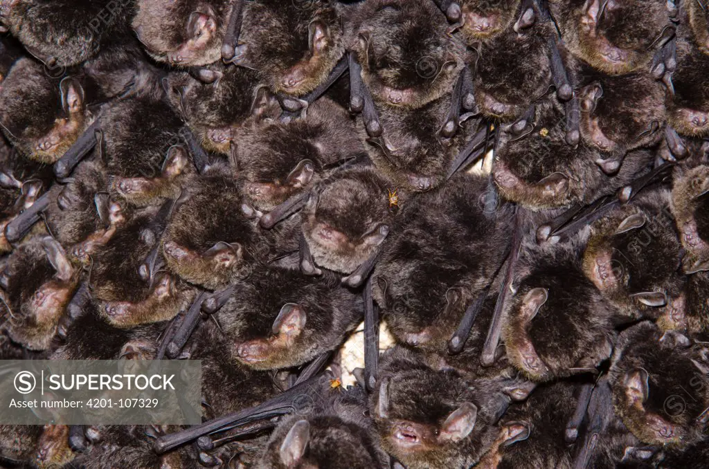 Little Long-fingered Bat (Miniopterus australis) colony roosting, Touaourou Mission, Yate, New Caledonia