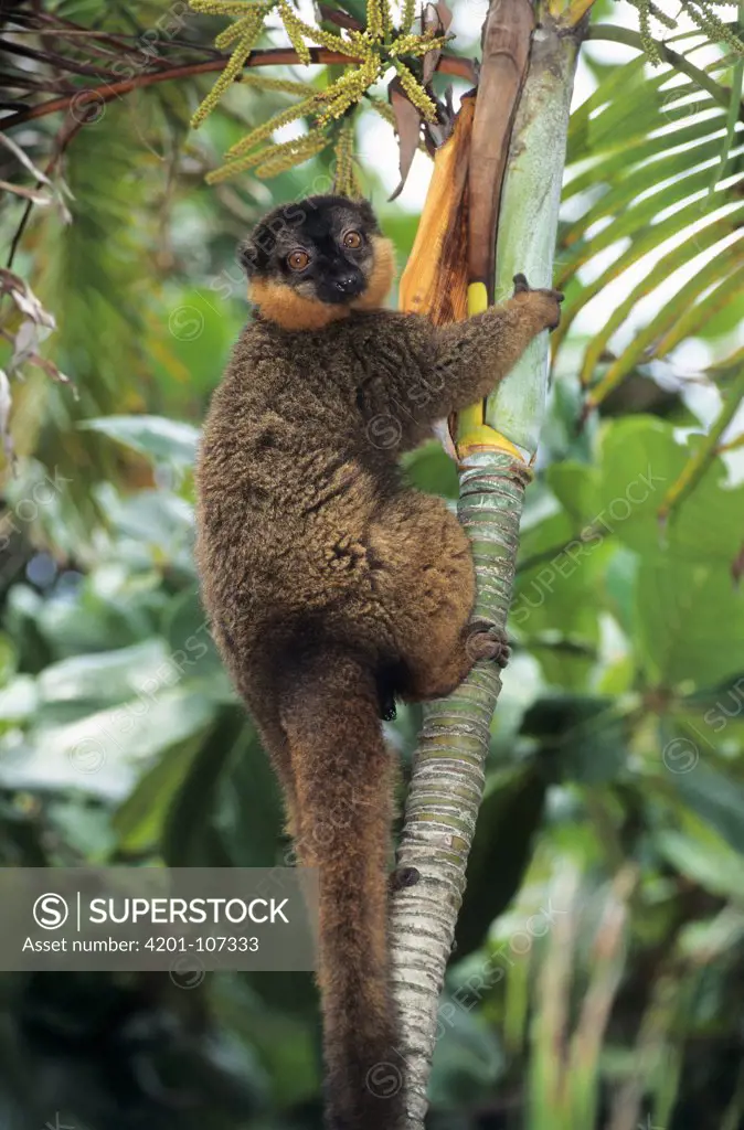 Collared Brown Lemur (Eulemur collaris)
