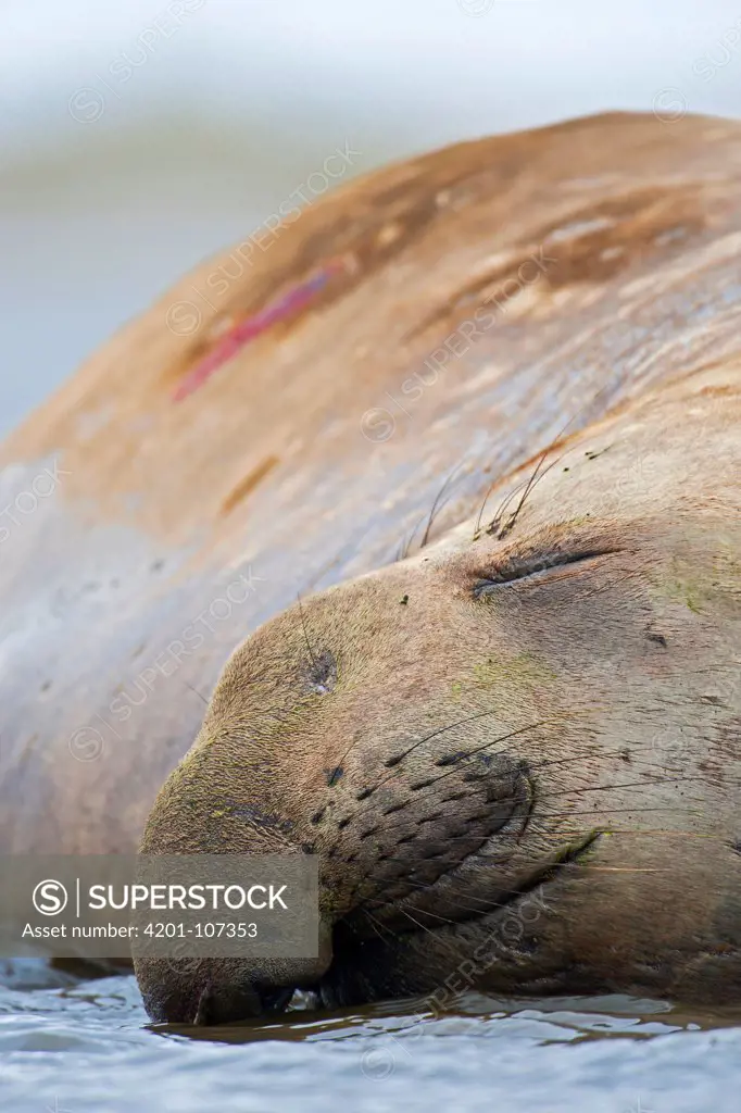 Southern Elephant Seal (Mirounga leonina) sleeping, Sea Lion Island, Falkland Islands