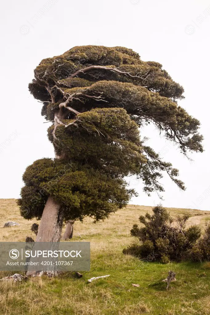 Totara (Podocarpus totara) tree shaped by the wind, Port Levy Saddle, Banks Peninsula, Canterbury, New Zealand