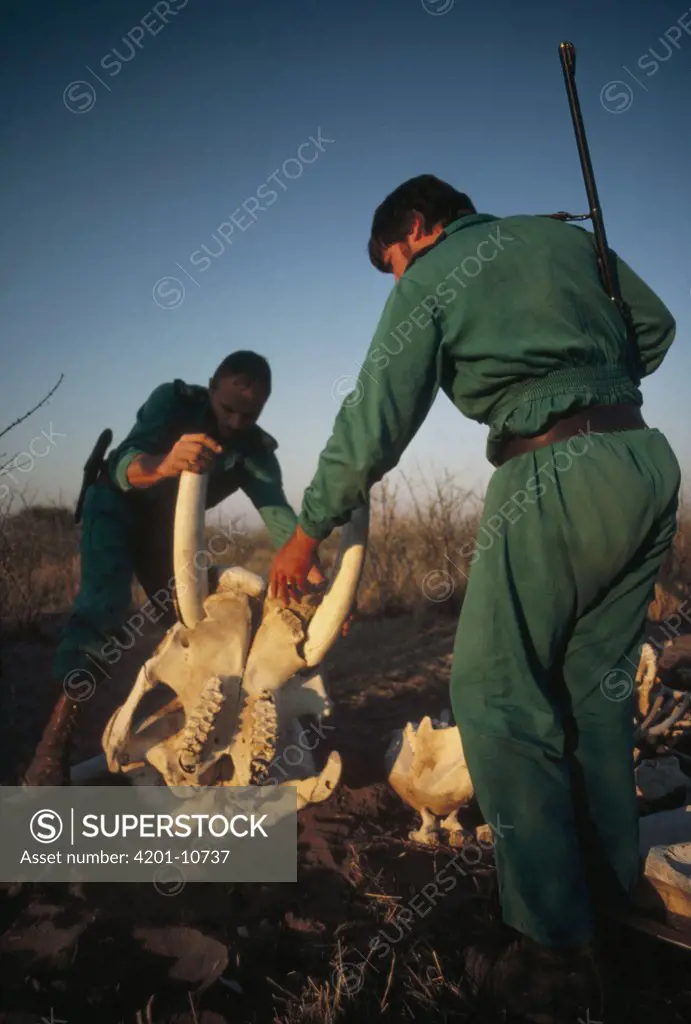 African Elephant (Loxodonta africana) graveyard with Park Rangers looking at skull, Namibia