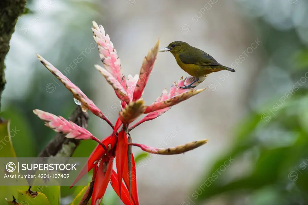 Orange-bellied Euphonia (Euphonia xanthogaster) female perched on a bromeliad, Andes, Ecuador