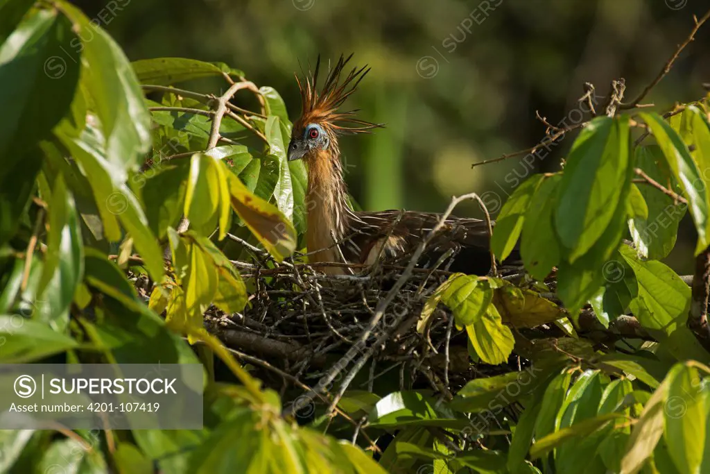 Hoatzin (Opisthocomus hoazin) nesting, Amazon, Ecuador